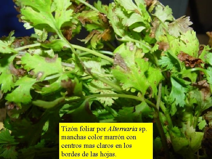 Tizón foliar por Alternaria sp. manchas color marrón con centros mas claros en los