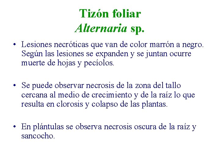 Tizón foliar Alternaria sp. • Lesiones necróticas que van de color marrón a negro.