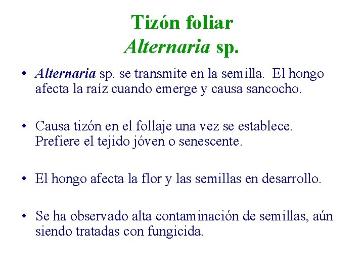 Tizón foliar Alternaria sp. • Alternaria sp. se transmite en la semilla. El hongo