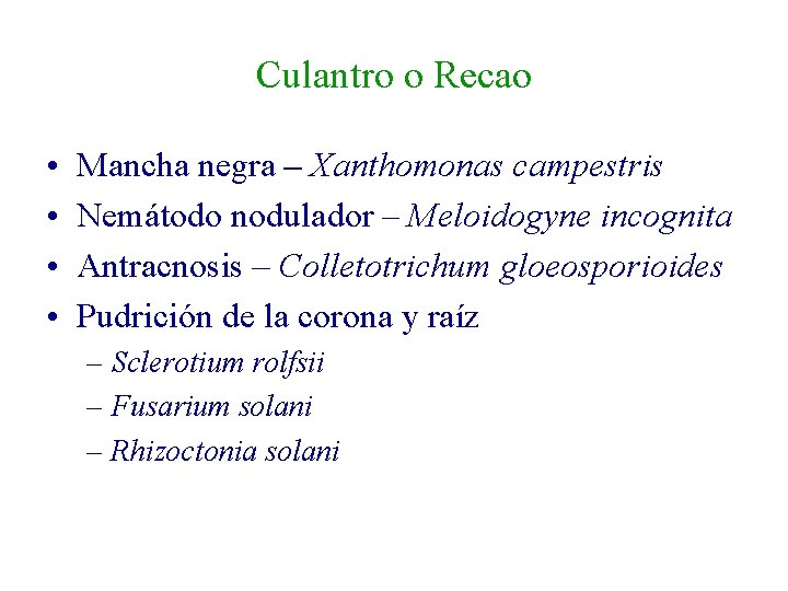 Culantro o Recao • • Mancha negra – Xanthomonas campestris Nemátodo nodulador – Meloidogyne