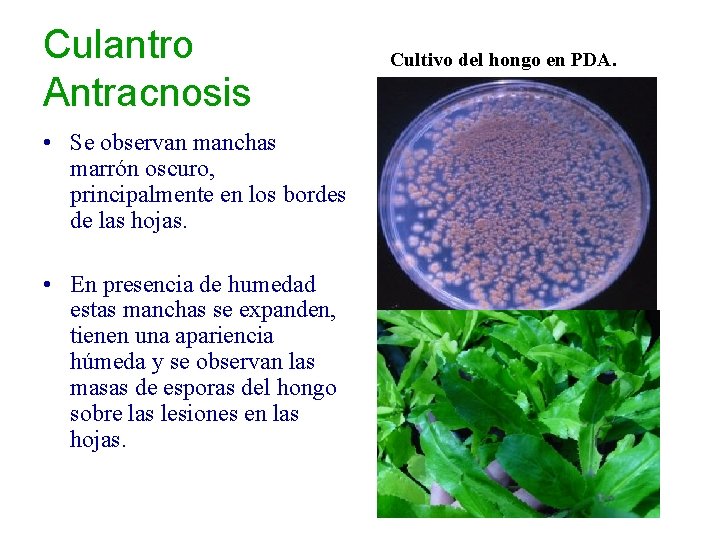 Culantro Antracnosis • Se observan manchas marrón oscuro, principalmente en los bordes de las