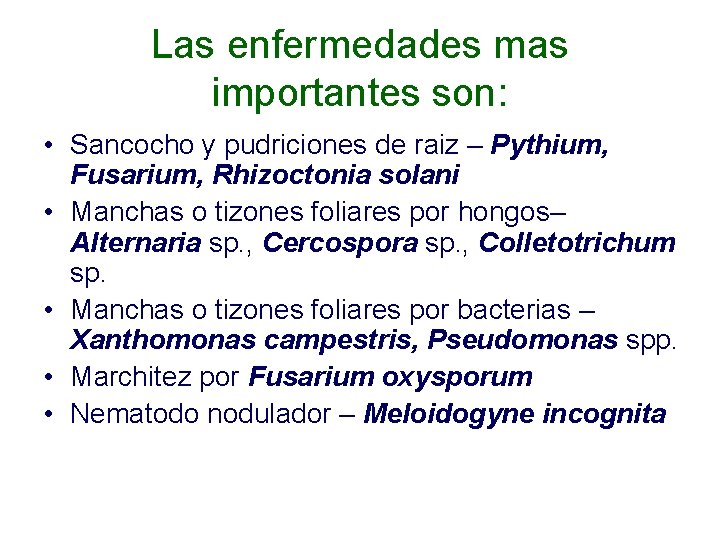 Las enfermedades mas importantes son: • Sancocho y pudriciones de raiz – Pythium, Fusarium,