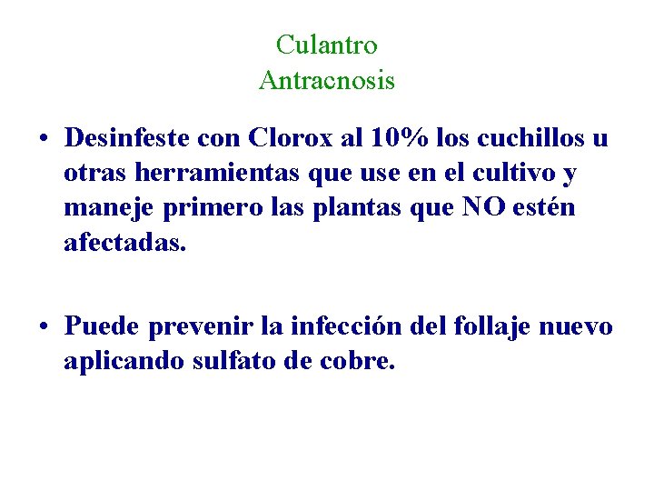 Culantro Antracnosis • Desinfeste con Clorox al 10% los cuchillos u otras herramientas que