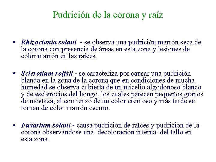 Pudrición de la corona y raíz • Rhizoctonia solani - se observa una pudrición