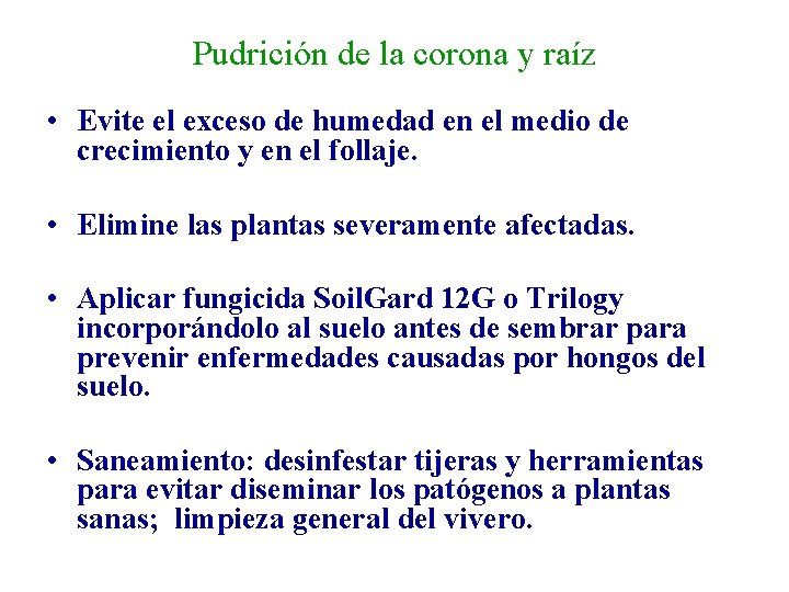 Pudrición de la corona y raíz • Evite el exceso de humedad en el