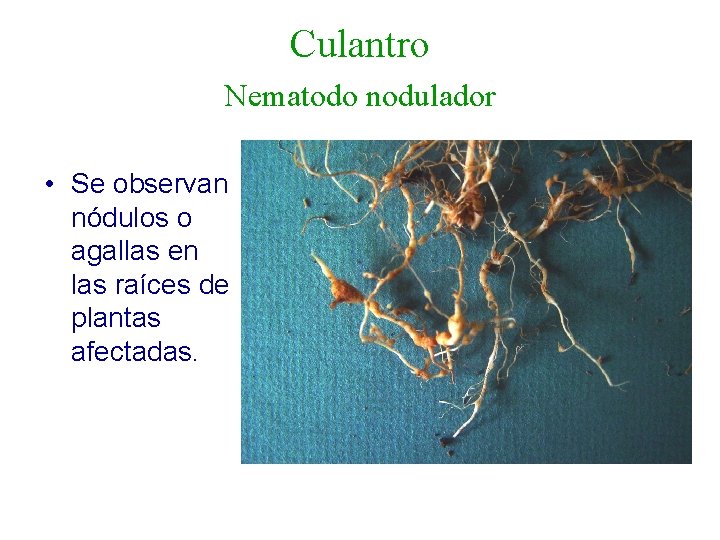 Culantro Nematodo nodulador • Se observan nódulos o agallas en las raíces de plantas