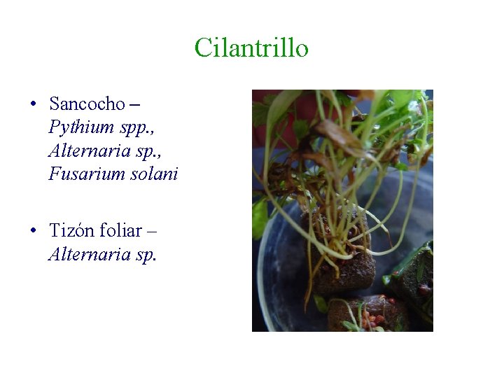 Cilantrillo • Sancocho – Pythium spp. , Alternaria sp. , Fusarium solani • Tizón