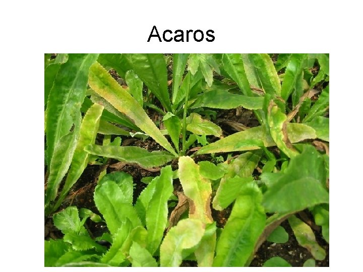 Acaros 