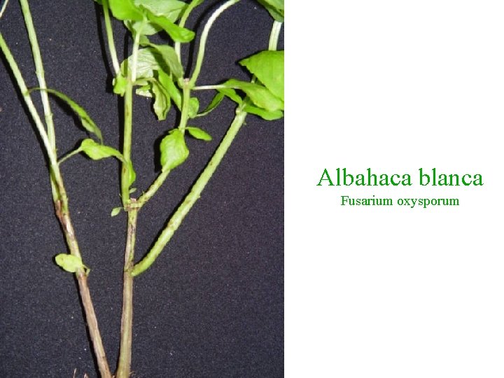 Albahaca blanca Fusarium oxysporum 