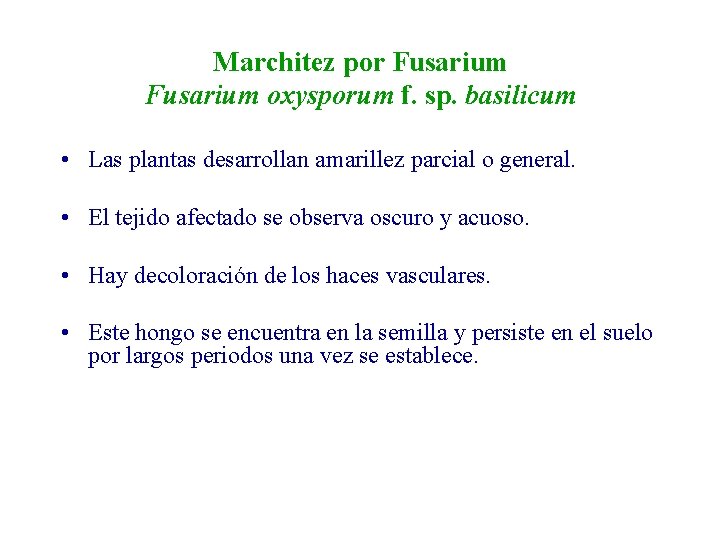 Marchitez por Fusarium oxysporum f. sp. basilicum • Las plantas desarrollan amarillez parcial o