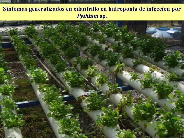 Síntomas generalizados en cilantrillo en hidroponía de infección por Pythium sp. 