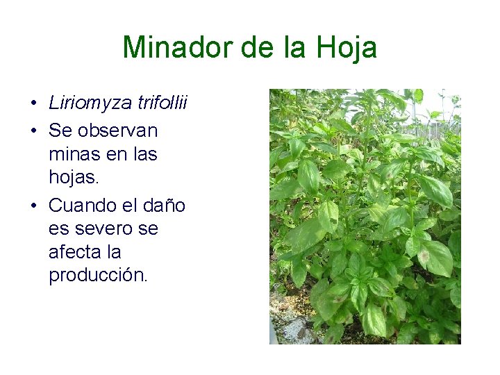 Minador de la Hoja • Liriomyza trifollii • Se observan minas en las hojas.