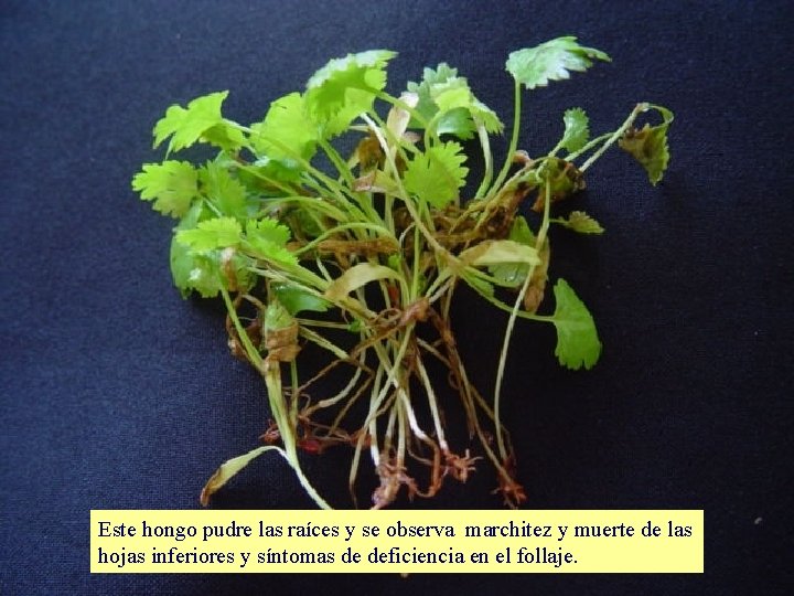 Este hongo pudre las raíces y se observa marchitez y muerte de las hojas