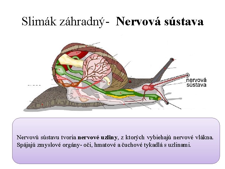 Slimák záhradný- Nervová sústava Nervovú sústavu tvoria nervové uzliny, z ktorých vybiehajú nervové vlákna.