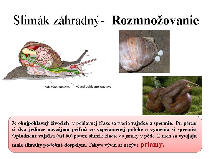 Slimák záhradný- Rozmnožovanie Je obojpohlavný živočích- v pohlavnej žľaze sa tvoria vajíčka a spermie.