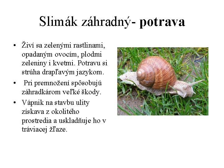 Slimák záhradný- potrava • Živí sa zelenými rastlinami, opadaným ovocím, plodmi zeleniny i kvetmi.