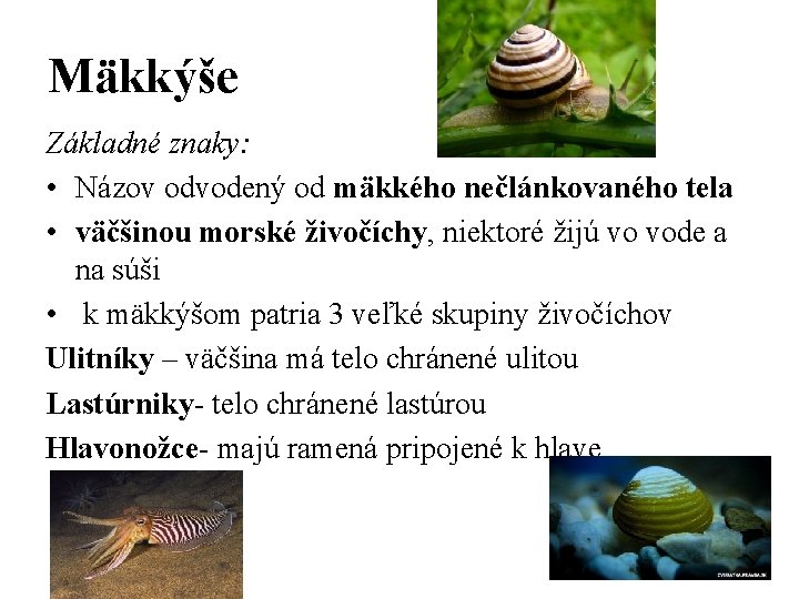 Mäkkýše Základné znaky: • Názov odvodený od mäkkého nečlánkovaného tela • väčšinou morské živočíchy,