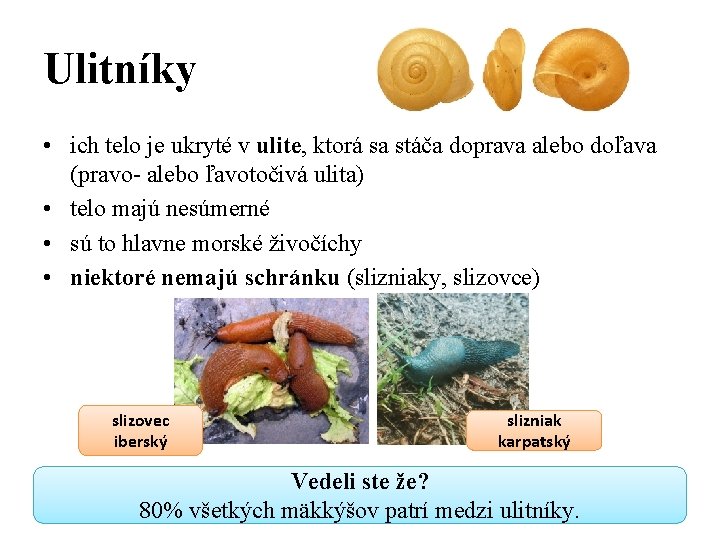 Ulitníky • ich telo je ukryté v ulite, ktorá sa stáča doprava alebo doľava