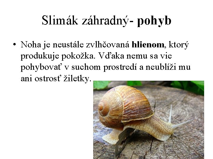 Slimák záhradný- pohyb • Noha je neustále zvlhčovaná hlienom, ktorý produkuje pokožka. Vďaka nemu