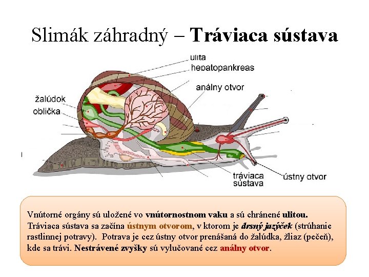 Slimák záhradný – Tráviaca sústava Vnútorné orgány sú uložené vo vnútornostnom vaku a sú