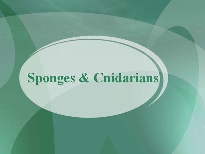 Sponges & Cnidarians 