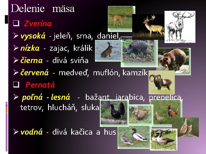 Delenie mäsa q Zverina Ø vysoká - jeleň, srna, daniel, Ø nízka - zajac,