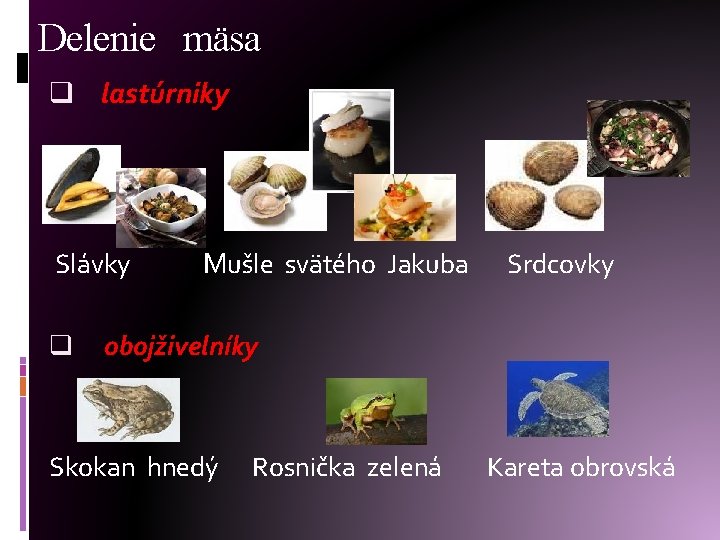 Delenie mäsa q lastúrniky Slávky q Mušle svätého Jakuba Srdcovky obojživelníky Skokan hnedý Rosnička