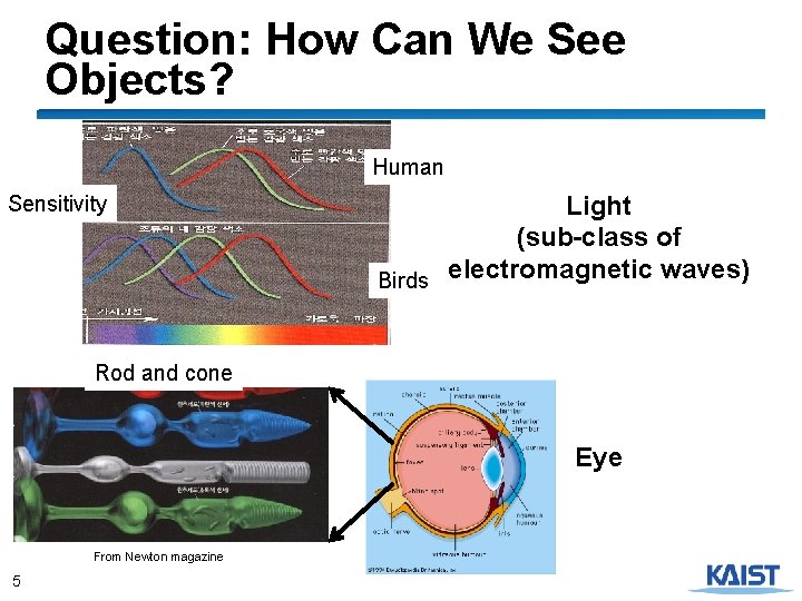 Question: How Can We See Objects? Human Sensitivity Light (sub-class of Birds electromagnetic waves)
