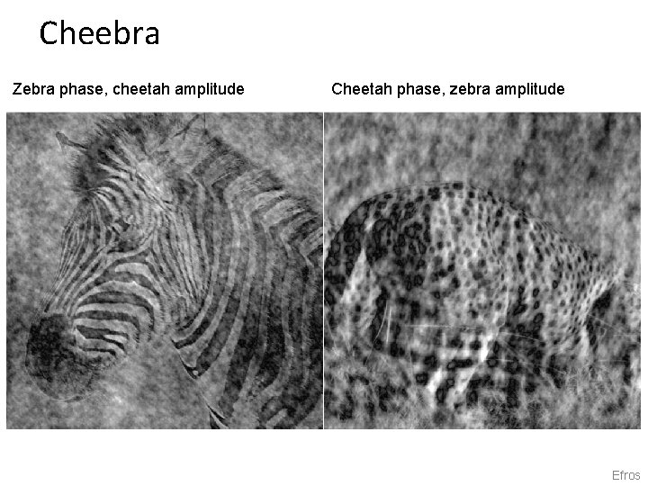 Cheebra Zebra phase, cheetah amplitude Cheetah phase, zebra amplitude Efros 