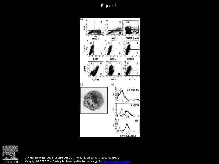 Figure 1 J Invest Dermatol 2003 121280 -288 DOI: (10. 1046/j. 1523 -1747. 2003.