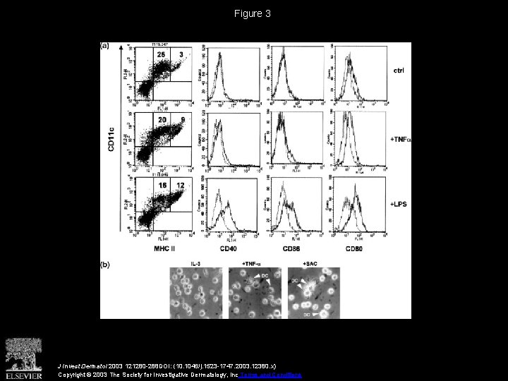 Figure 3 J Invest Dermatol 2003 121280 -288 DOI: (10. 1046/j. 1523 -1747. 2003.