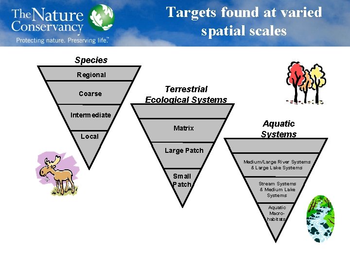 Targets found at varied spatial scales Species Regional Coarse Terrestrial Ecological Systems Intermediate Matrix