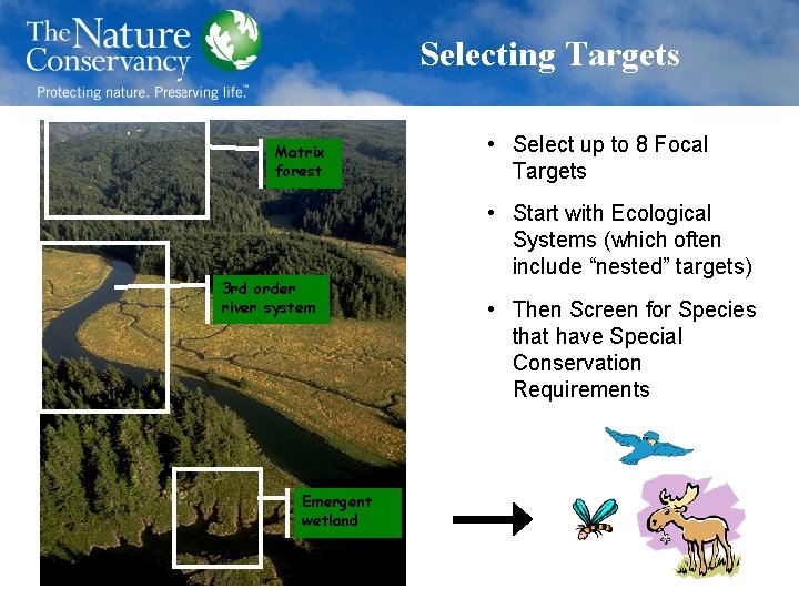 Selecting Targets Matrix forest 3 rd order river system Emergent wetland • Select up