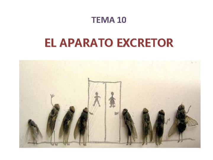 TEMA 10 EL APARATO EXCRETOR 