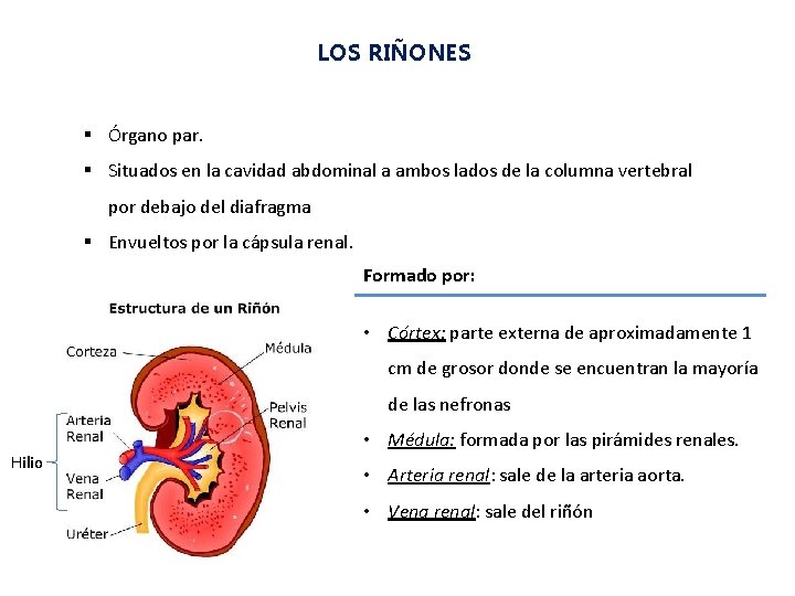 LOS RIÑONES § Órgano par. § Situados en la cavidad abdominal a ambos lados