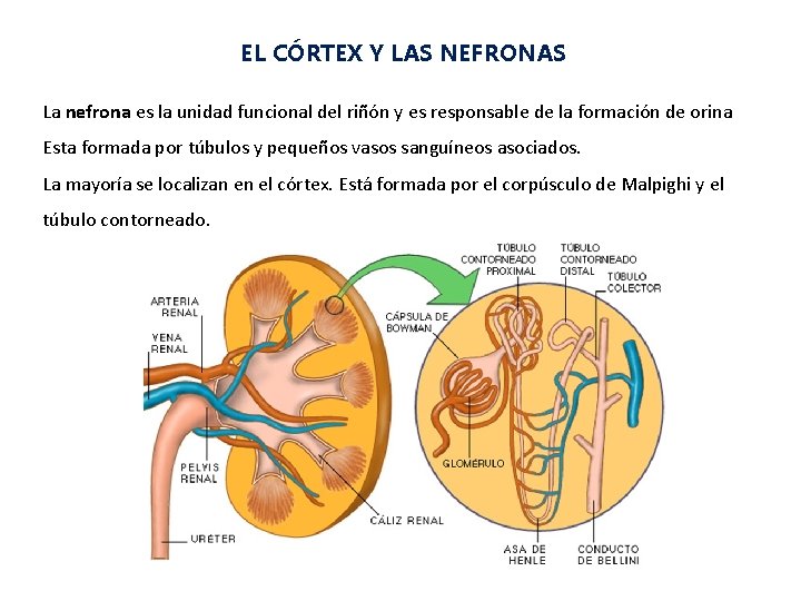 EL CÓRTEX Y LAS NEFRONAS La nefrona es la unidad funcional del riñón y