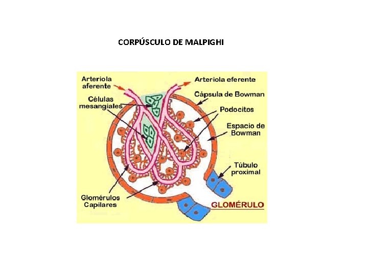 CORPÚSCULO DE MALPIGHI 