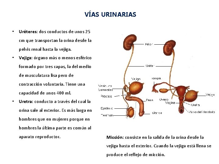 VÍAS URINARIAS • Uréteres: dos conductos de unos 25 cm que transportan la orina