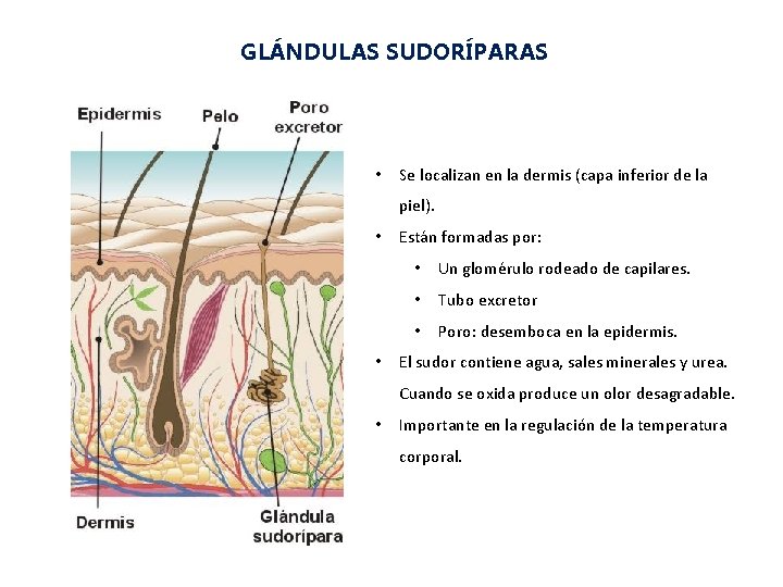 GLÁNDULAS SUDORÍPARAS • Se localizan en la dermis (capa inferior de la piel). •