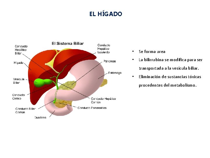 EL HÍGADO • Se forma urea • La bilirrubina se modifica para ser transportada