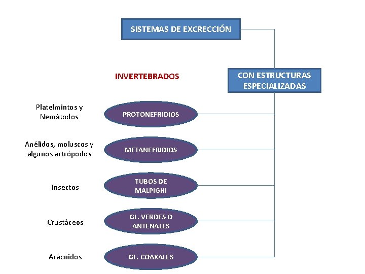 SISTEMAS DE EXCRECCIÓN INVERTEBRADOS Platelmintos y Nemátodos PROTONEFRIDIOS Anélidos, moluscos y algunos artrópodos METANEFRIDIOS