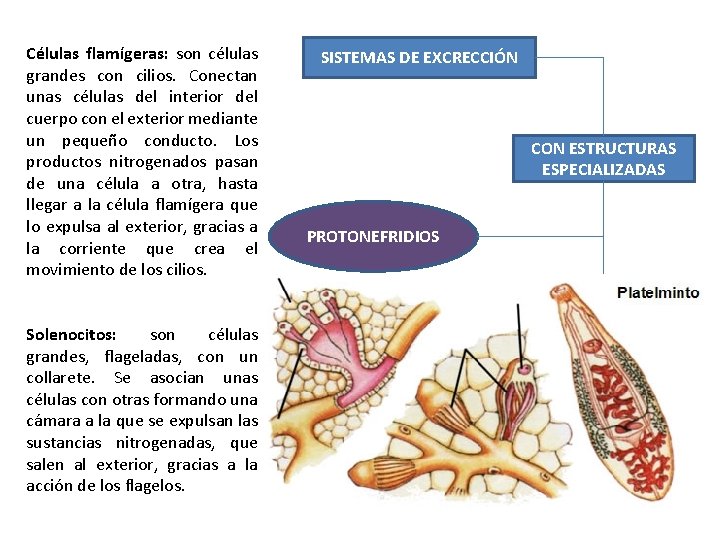 Células flamígeras: son células grandes con cilios. Conectan unas células del interior del cuerpo