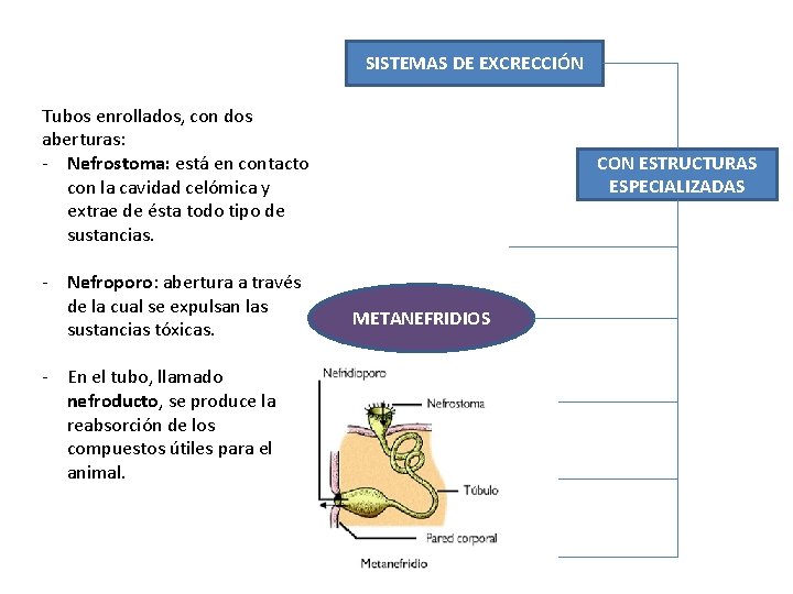 SISTEMAS DE EXCRECCIÓN Tubos enrollados, con dos aberturas: - Nefrostoma: está en contacto con