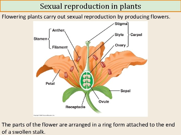 Sexual reproduction in plants Flowering plants carry out sexual reproduction by producing flowers. The