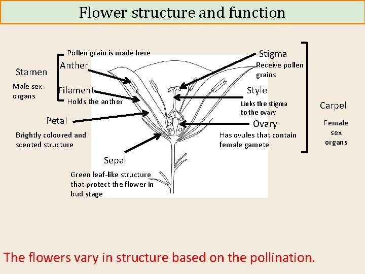 Flower structure and function Pollen grain is made here Stamen Male sex organs Anther