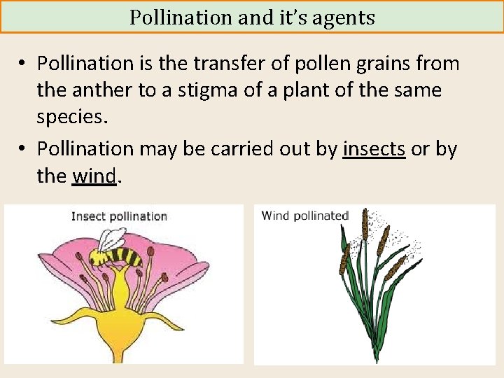 Pollination and it’s agents • Pollination is the transfer of pollen grains from the