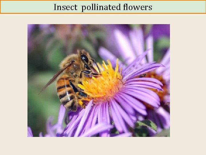 Insect pollinated flowers 