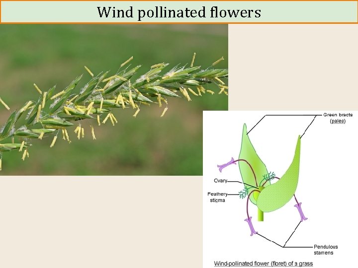 Wind pollinated flowers 