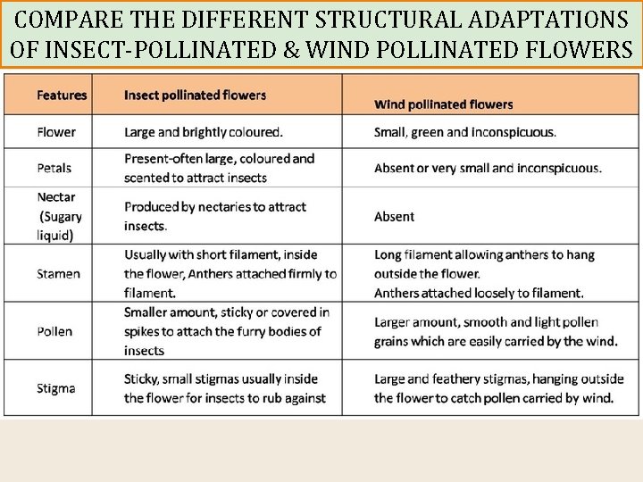 COMPARE THE DIFFERENT STRUCTURAL ADAPTATIONS OF INSECT-POLLINATED & WIND POLLINATED FLOWERS 