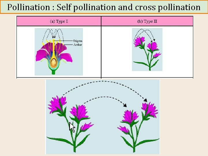 Pollination : Self pollination and cross pollination 